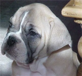 Close up side view head shot - An extra skinned, wrinkly, tan with white and black Victorian Bulldog puppy is sitting across a carpeted surface and there is a wooden leg to the right of it. The dog has ears that hang down to the sides.